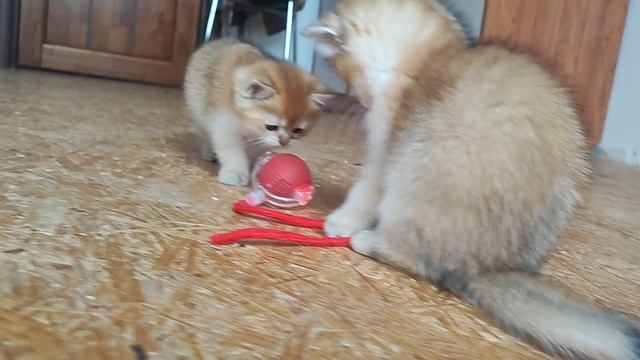 Котята породы британская золотая шиншилла. продажа