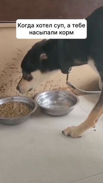 Получился вкусный суп 😋🤩🐶❤️