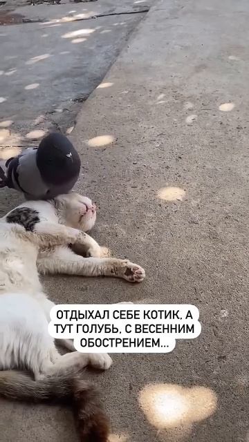 Любовь зла... #shorts #приколы