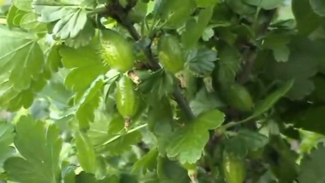 Защита крыжовника от болезней весной /Protection from disease gooseberry spring/