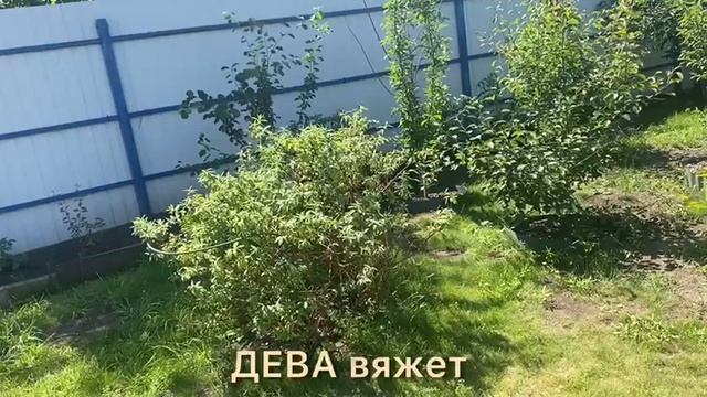Мои небольшие 4 сотки♥️💜💗
