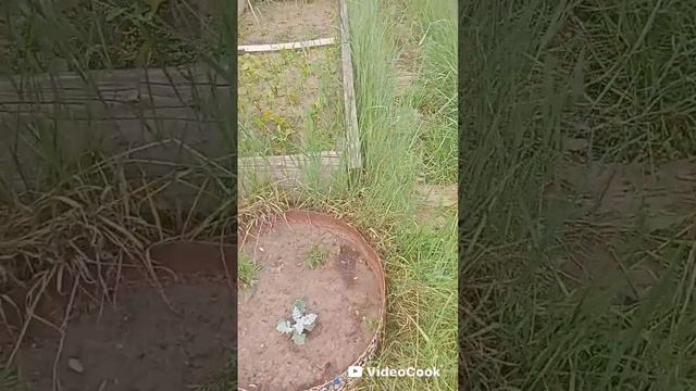 28-06-2025 Жизнь якутского дачника пенсионера, в зоне рискованного овощеводства.