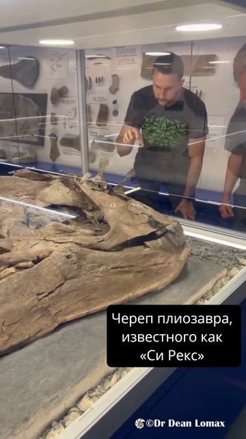 Гигантский череп плиозавра, известного как «Морской Рекс»
