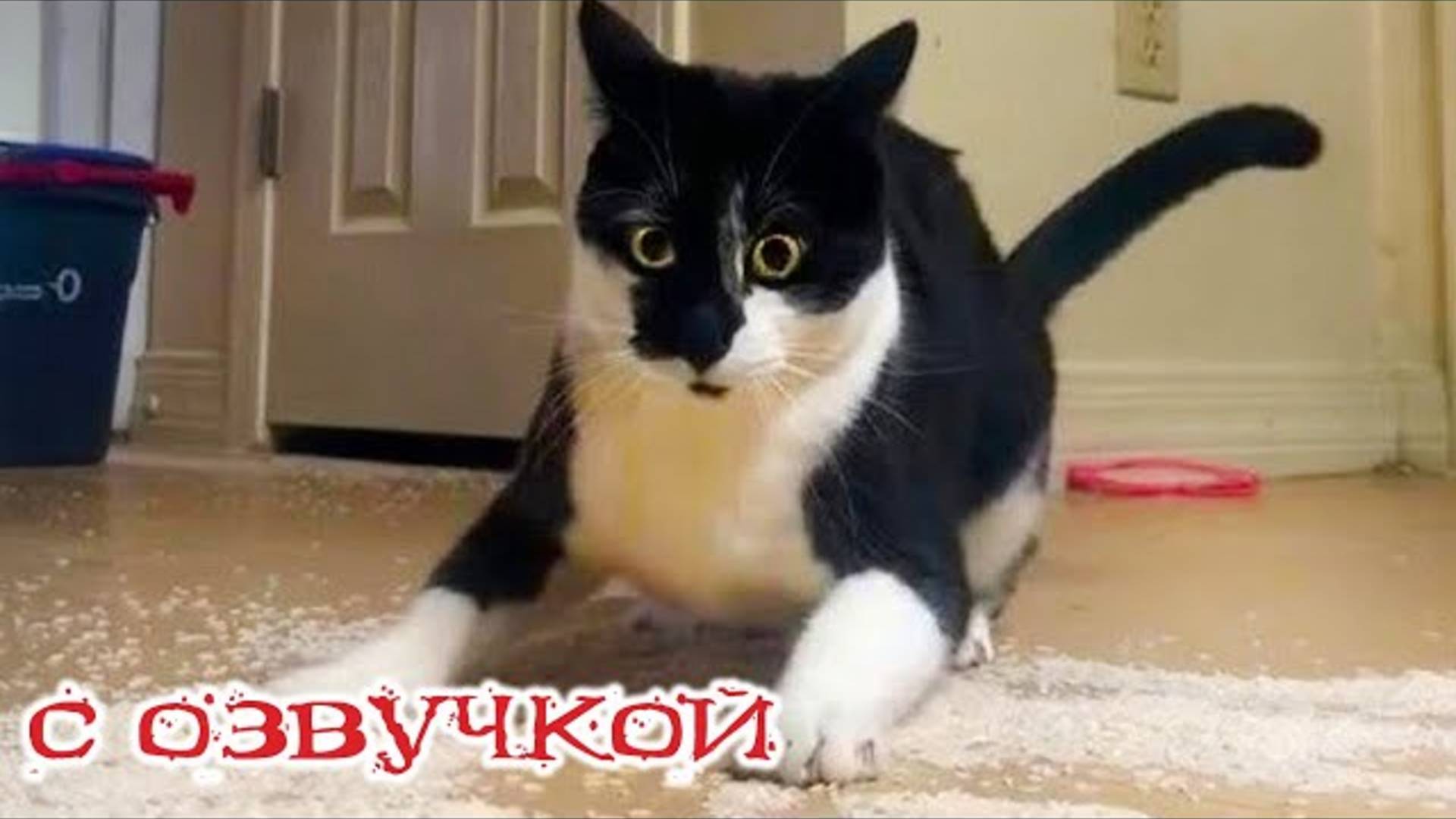 ℹ️ Приколы с котами! - С ОЗВУЧКОЙ! Смешные коты и кошки! Самые смешные животные!
