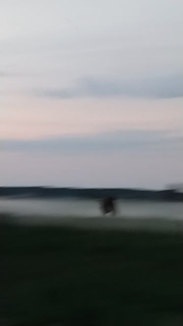 Из тумана...