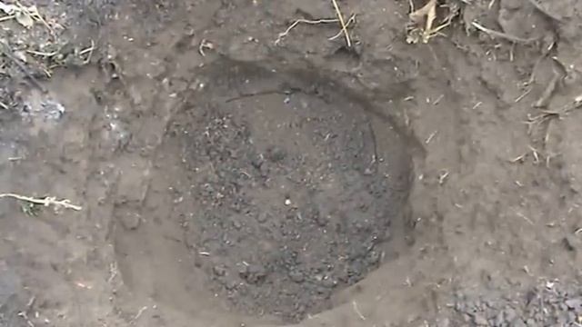 Посадка смородины делением куста