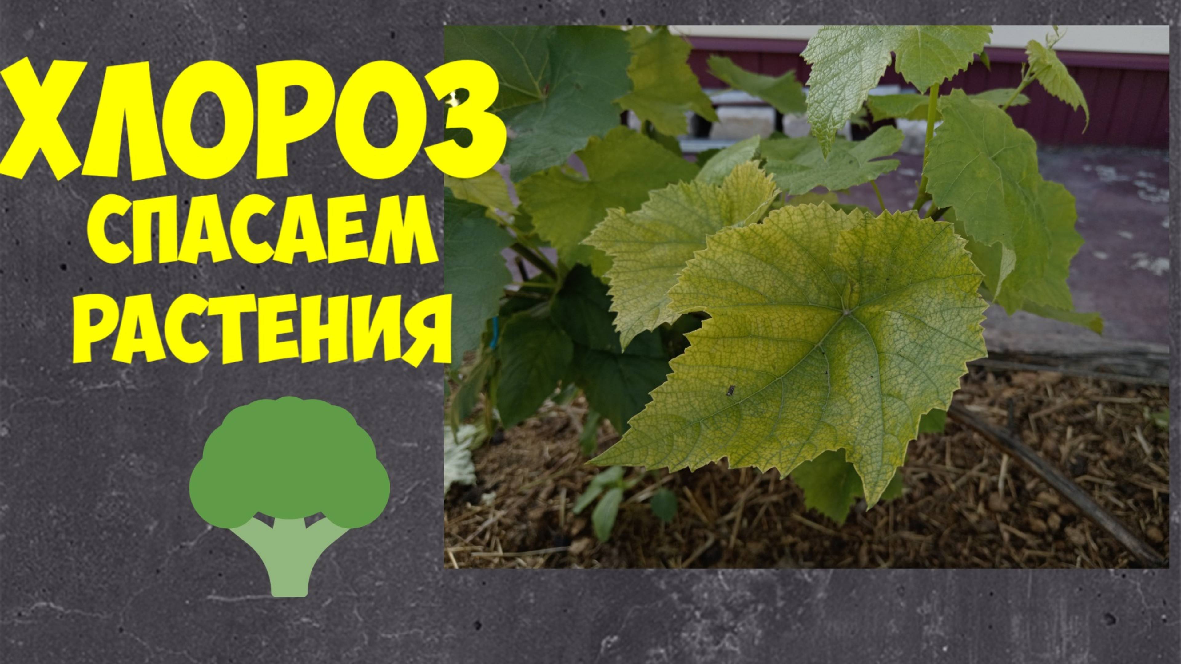 Хлороз