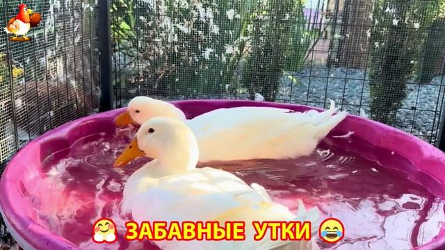 Забавные утки мускусные и пекинские на свободном выгуле ч.(102) ❣️🤗😂
