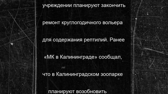 Крокодилов в Калининградском зоопарке перенесли в летний вольер