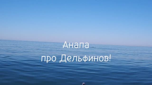 Анапа 28.06.2025 Дельфины