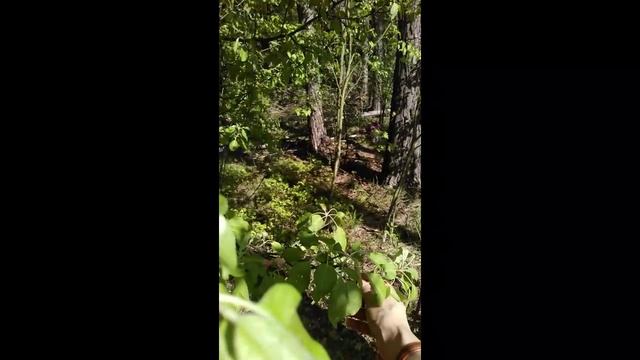 Китайские яблони в лесу. Май 2024