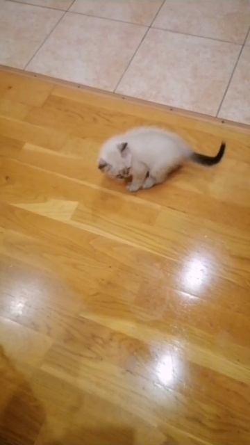 Котики