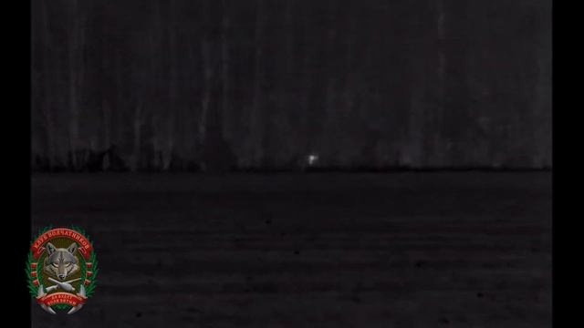 ЗаЕтренированные Волки
