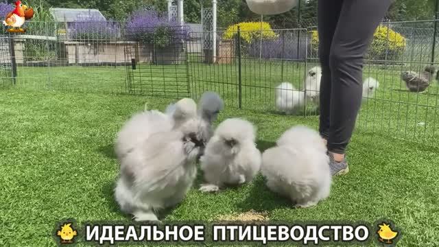 Идеальное птицеводство достойно восхищения 🐓🦆🦢🦚🦃🐔 эпизод (259)
