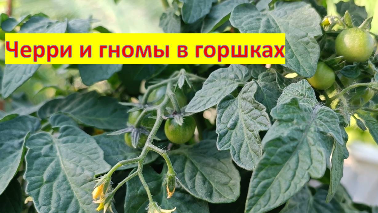 Помидоры в ведрах. Конец июня