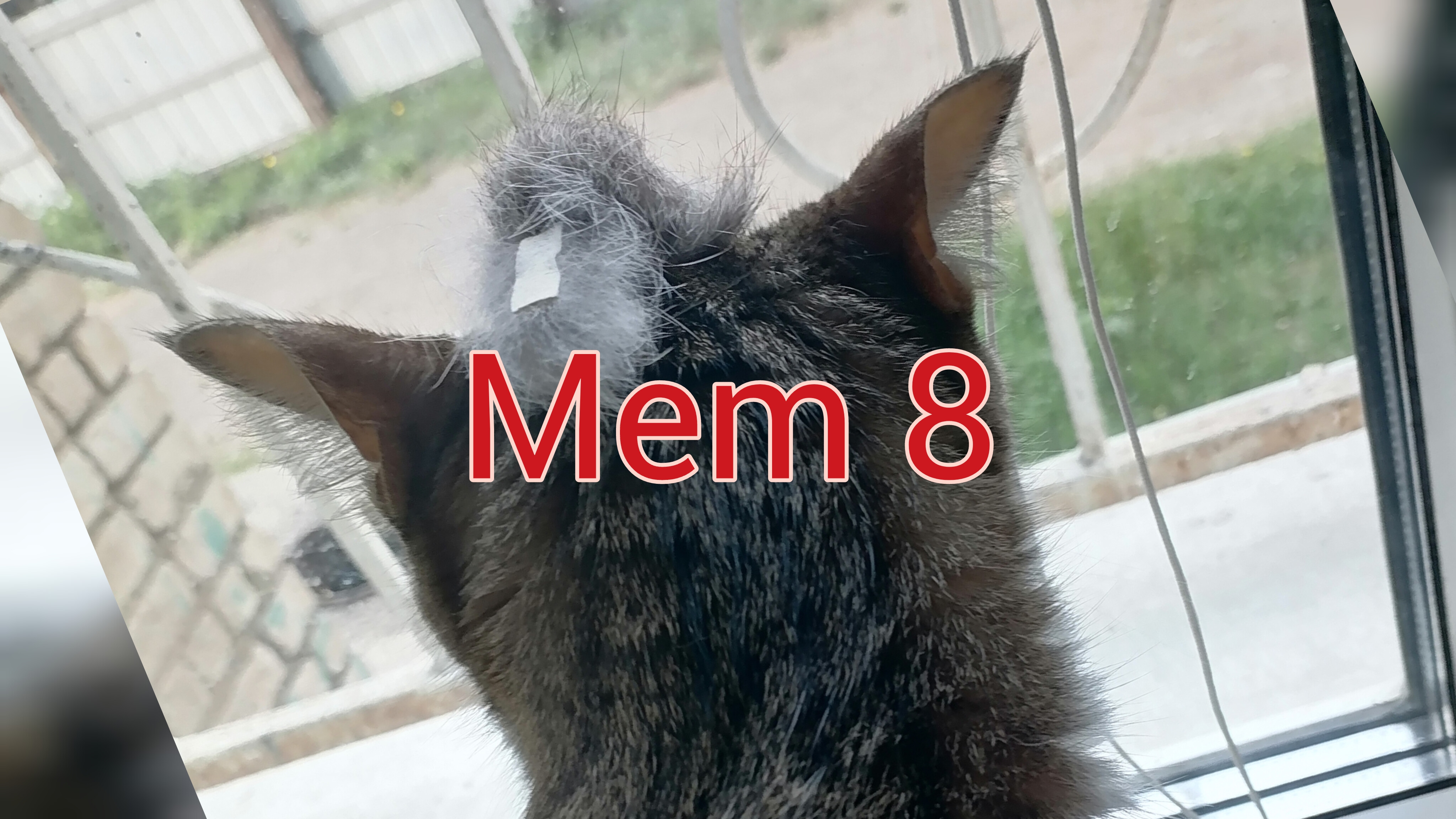 mem 8 прайграш НПО