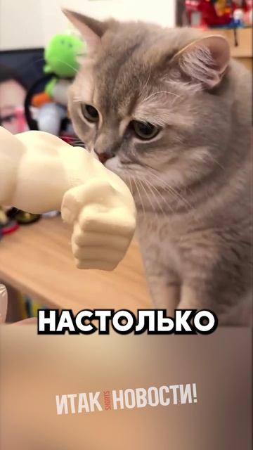 Парень сделал своего КОТА - Качком! #тикток #кот #животные #новости #лайк #шок #интересно