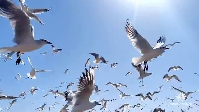 Мощная мантра женской силы, здоровья, процветания и исполнения желаний - мантра Ади Шакти