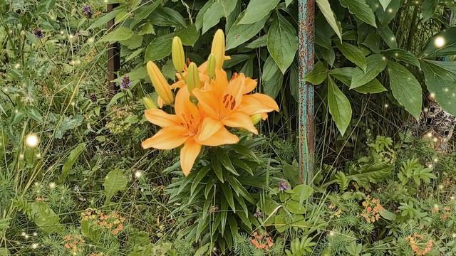 моя любимая лилия