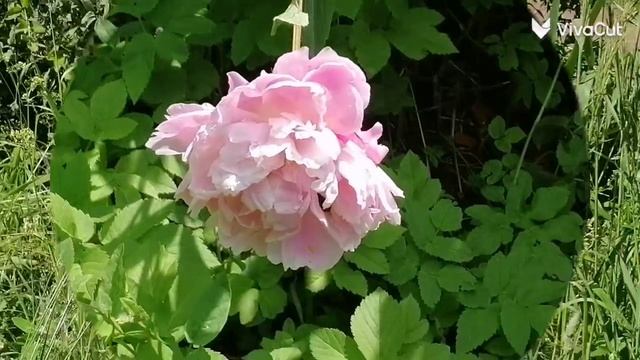 VivaCut_video_1751138526864_HD.mp4