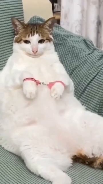 котик