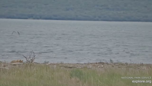 Мишка гуляет  по берегу- всех птиц разогнал- весело ему