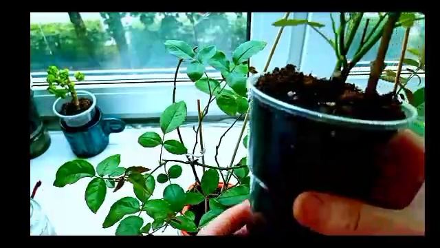 km_бенгальская роза.mp4