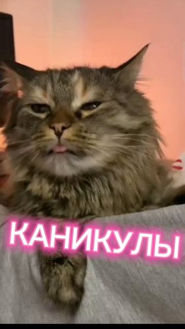 КАНИКУЛЫ 🥰🥰🥰