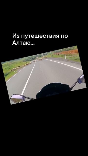 Гребаные бараны. Из моторутешествия по Алтаю. #shorts
