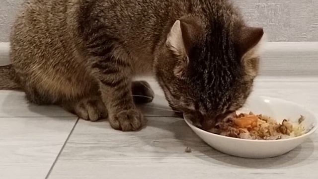 Кот Барсик ужинает