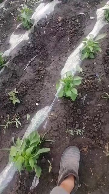 УРАГАН, ПЕРЕЦ И БАКЛАЖАНЫ ВЫДЕРЖАЛИ.