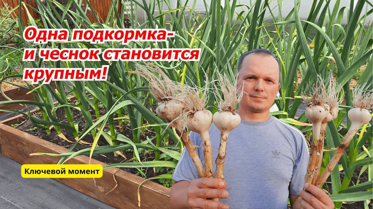 Финальная  подкормка чеснока- делаем его крупным и лёжким!!
