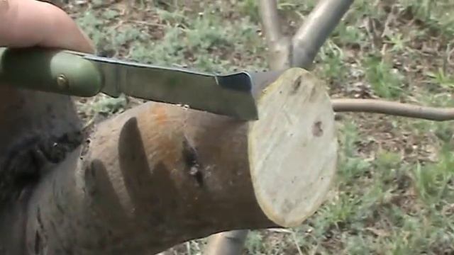 Прививка яблони весной (grafting Apple trees)