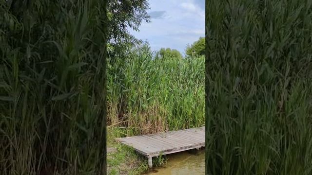 Николай в гостях у рыб 27.06.25.