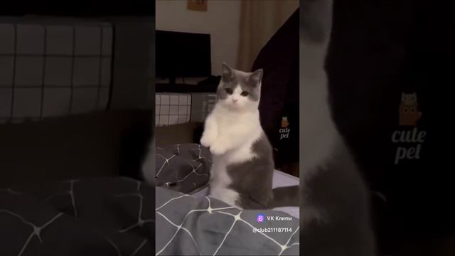 Ох уж этим смешные животные