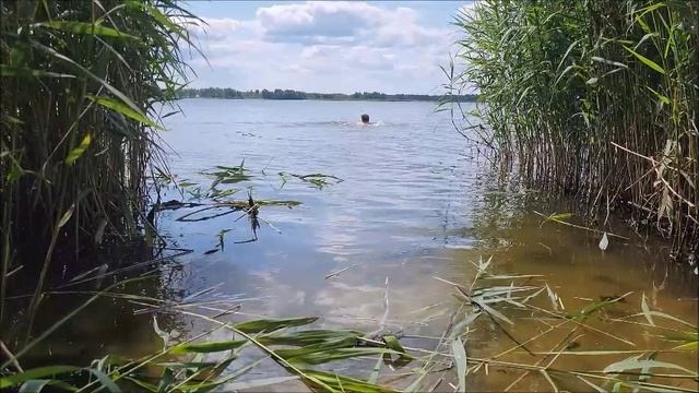 Покос тростника на косе