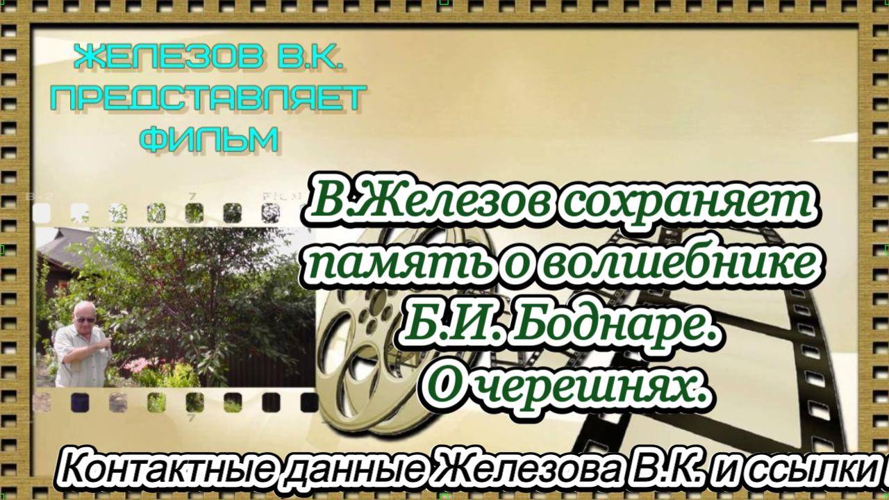 В.Железов сохраняет память о волшебнике Б.И. Боднаре. О черешнях.