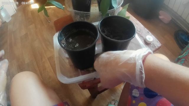 И снова эксперимент с шефлерой.