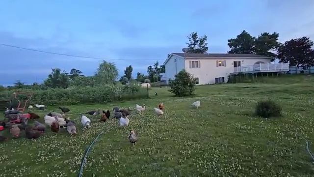 Сельчанка в Америке. СЕЛЬСКАЯ ЖИЗНЬ В АМЕРИКЕ БЕЗ ПРИКРАС .