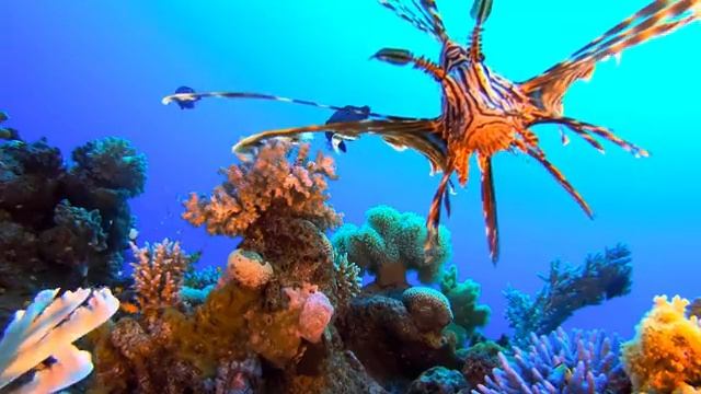 Морская бездна: звуки, усыпляющие разум — Часть 4
