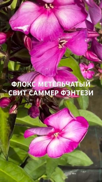 Флокс Свит Саммер Фэнтези (Phlox paniculata “Sweet Summer Fantasy”)