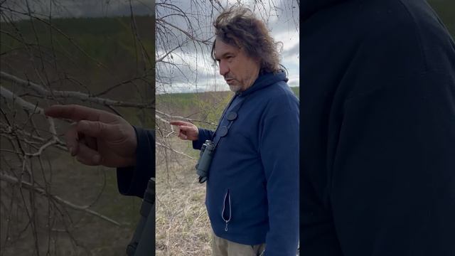 Заказник «Магданский» – курорт для косуль и мастерская природы