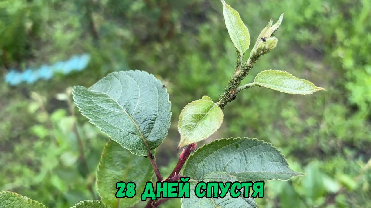 28 дней спустя
