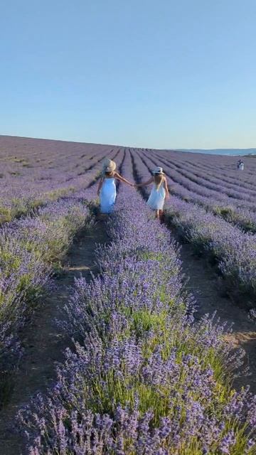 ЛАВАНДА В КРЫМУ 🌿💜😍 #крым #путешествия #лаванда #тургеневка