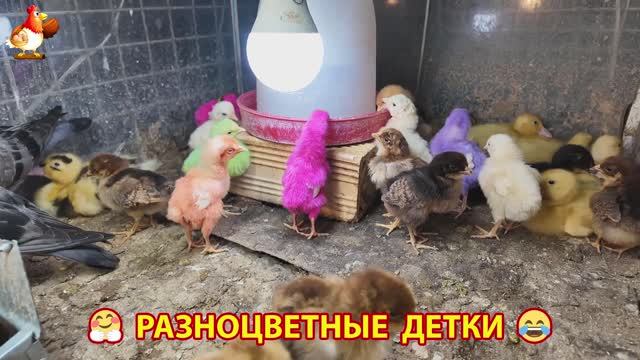 Цыплята и утята милые пушистики растут на радость хозяину (54)