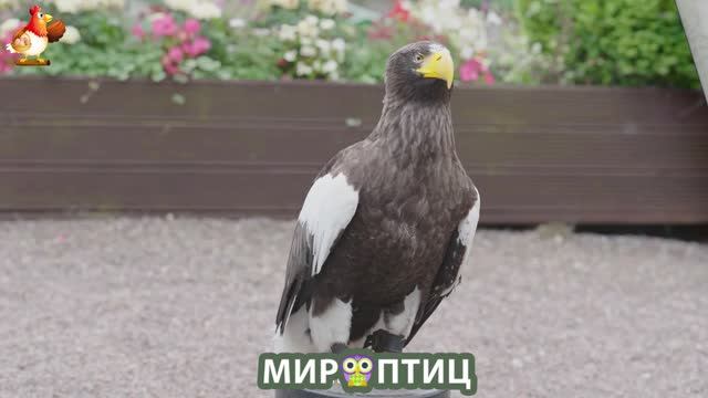 Мир птиц – красота и грация пернатых созданий Природы 🦩🦚🦜 Выпуск (252) 🦉🐦🐤