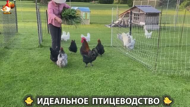 Идеальное птицеводство достойно восхищения 🐓🦆🦢🦚🦃🐔 эпизод (258)