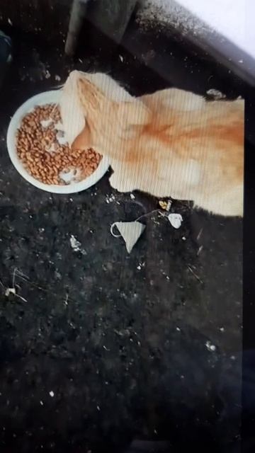 SOS Бескудниково. Домашний подросток на улице!