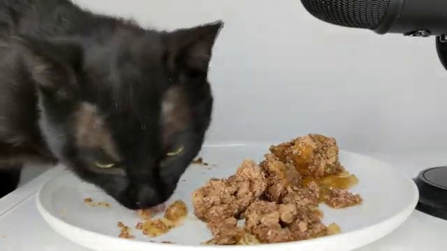 Кот ЖАДНО КУШАЕТ ЖЕЛЕ С МЯСОМ ! Всем приятного аппетита  - АСМР 😍 😍 😍