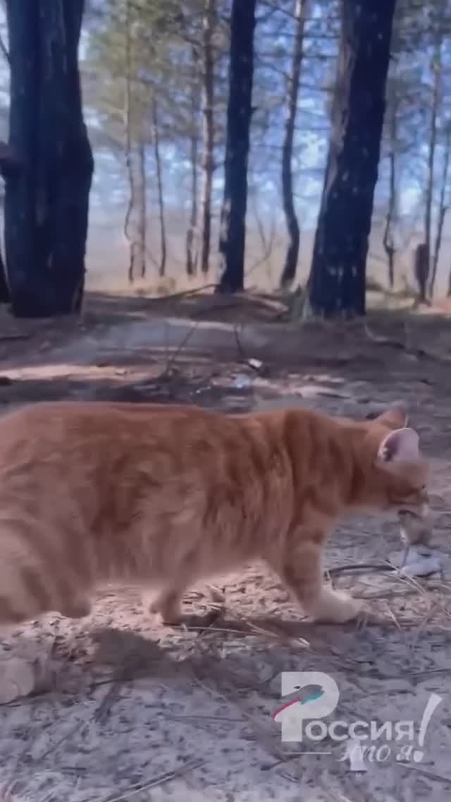 Окопная ловля мышей